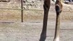 Giraffe And Turtle Funny Moments | Animals Funny Reactions | Animals Funny Moments | Cute Pets #fun #animal #pets #satisfyingvideos #giraffes #turtle #love #cute #beautiful #funny