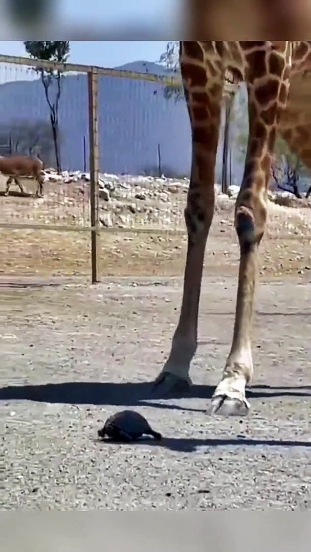 ⁣Giraffe And Turtle Funny Moments | Animals Funny Reactions | Animals Funny Moments | Cute Pets #fun 