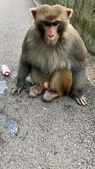 These are all God's creatures