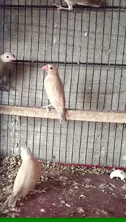 Beautiful viral bird