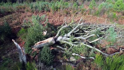 Un hêtre légendaire déraciné par la tempête Ciaran en forêt de Brocéliande
