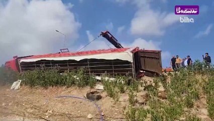 Şanlıurfa'da Hayvan Taşıyan Tır Dehşeti: Yol Savaş Alanına Döndü!