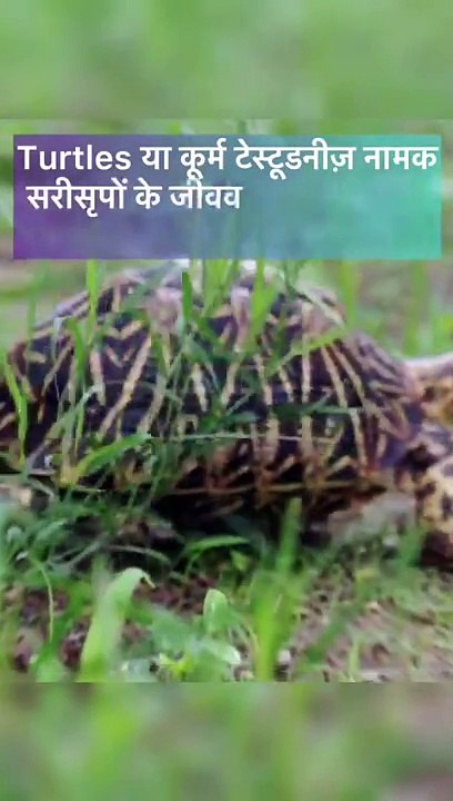 "कछुआ के रहस्यमय समुदाय: छिपे हुए प्लान्स"