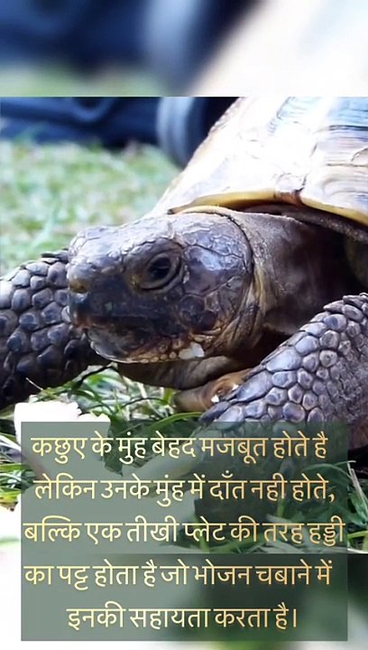 "कछुआ की दुनिया: रहस्यों के साथ"