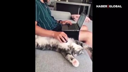 Boş zamanlarında mousepad olan kedi!