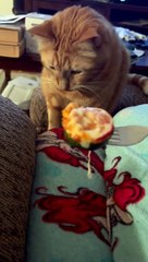 Un chat s'énerve à la pizza aux courgettes