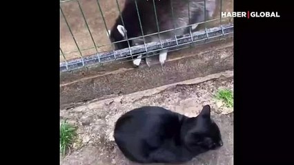 Bir tatlı huzur almaya gelen kediye rakun rahat vermedi!