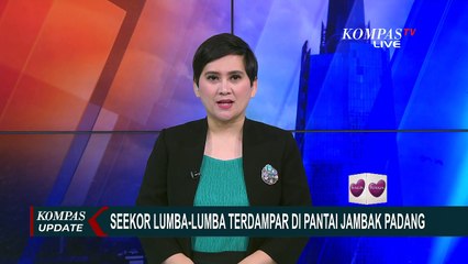 BPSPL Padang Bersama Warga Bantu Lumba-Lumba yang Terdampar di Pantai Pasir Jambak