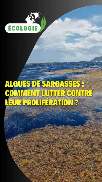 Algues de sargasses : comment lutter contre leur prolifération ?