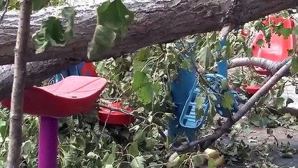 Un arbre est tombé dans le parc d'Avcılar à cause d'un fort vent du sud-ouest, 3 enfants ont été légèrement blessés