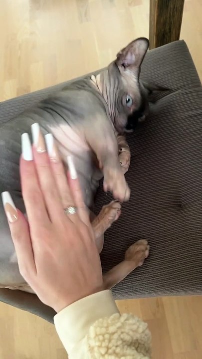 Pudgy Sphynx Cat Lightly Patted