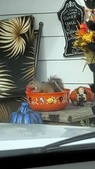 Écureuil dans un bol de bonbons d'Halloween