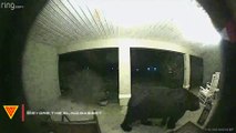 Large Black Bear Caught On Ring Camera | Doorbell Camera Video