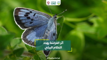 أثر الفراشة يهدد النظام البيئي