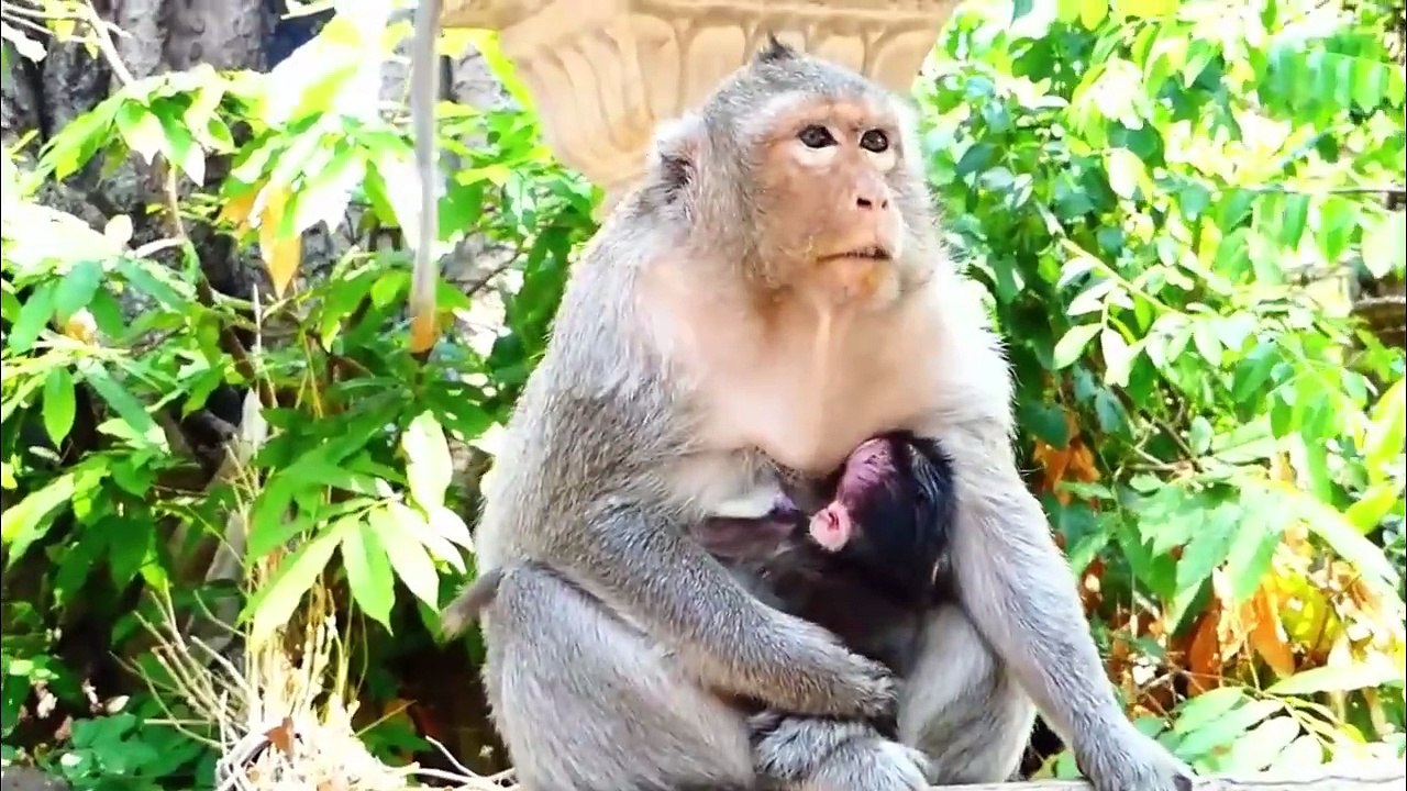 Adorable newborn baby about two days old try hard to move out from mother, Emila holds her tightly