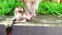 Adorable Mother Rozy Walks Rapidly With Tiny Baby Rockstar Holding