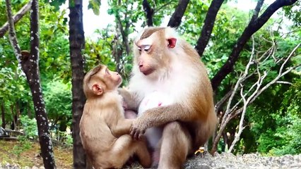 Adorable mother Rozy stands up rapidly to look at the bad situation, Rockstar prepare to help mommy