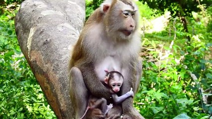 Adorable Newborn PEDRO Always Nursing By Pinka Mom, Especially Body Checked