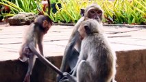 Adorable Rambo Monkey Calling Mom and Fear Lose the Mommy