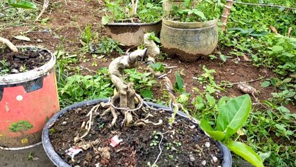 Cek Koleksi Bahan bonsai Sancang || Kalian mau yang mana?? #belajarbonsai #bonsai #bonsaipemula