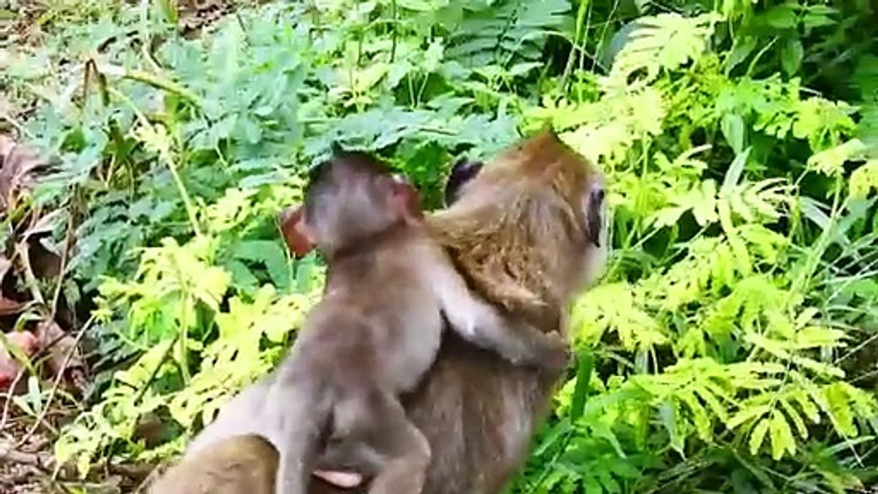 Adorable Sister, Rus Fastly to Hug Ramos Young Scare from other monkeys, Cries Shaking