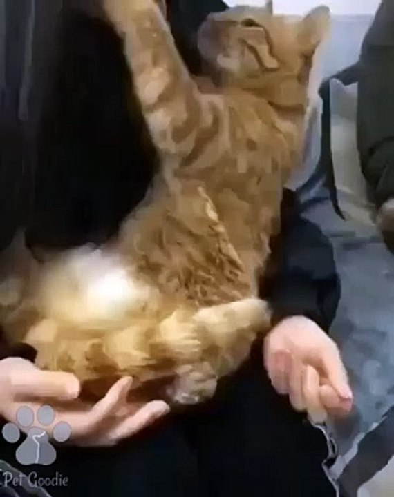 #funnycats #funnycatvideos #funny #cats #funnyanimals #funnypets #funnyvideo #funnydogs #funnydog #funnydogvideos #funnycat #funnyvideos (1)