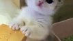 #funnycats #funnycatvideos #funny #cats #funnyanimals #funnypets #funnyvideo #funnydogs #funnydog #funnydogvideos #funnycat #funnyvideos (2)