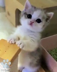 #funnycats #funnycatvideos #funny #cats #funnyanimals #funnypets #funnyvideo #funnydogs #funnydog #funnydogvideos #funnycat #funnyvideos (2)