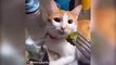 #funnycats #funnycatvideos #funny #cats #funnyanimals #funnypets #funnyvideo #funnydogs #funnydog #funnydogvideos #funnycat #funnyvideos (9)