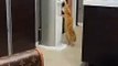 #funnycats #funnycatvideos #funny #cats #funnyanimals #funnypets #funnyvideo #funnydogs #funnydog #funnydogvideos #funnycat #funnyvideos (4)