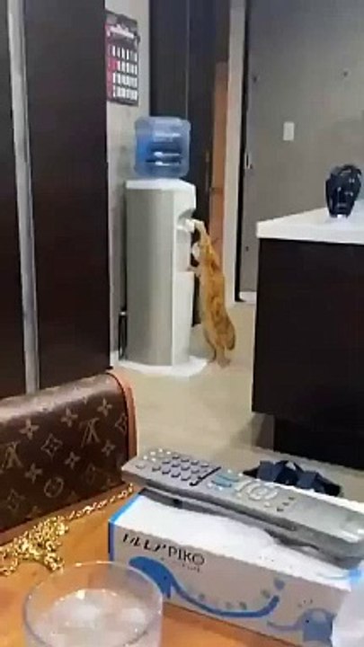 #funnycats #funnycatvideos #funny #cats #funnyanimals #funnypets #funnyvideo #funnydogs #funnydog #funnydogvideos #funnycat #funnyvideos (4)