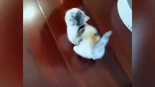 #funnycats #funnycatvideos #funny #cats #funnyanimals #funnypets #funnyvideo #funnydogs #funnydog #funnydogvideos #funnycat #funnyvideos (8)