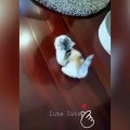 #funnycats #funnycatvideos #funny #cats #funnyanimals #funnypets #funnyvideo #funnydogs #funnydog #funnydogvideos #funnycat #funnyvideos (8)