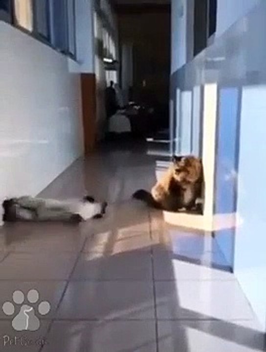 #funnycats #funnycatvideos #funny #cats #funnyanimals #funnypets #funnyvideo #funnydogs #funnydog #funnydogvideos #funnycat #funnyvideos (3)