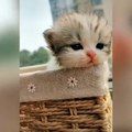 #funnycats #funnycatvideos #funny #cats #funnyanimals #funnypets #funnyvideo #funnydogs #funnydog #funnydogvideos #funnycat #funnyvideos (10)