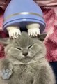 #funnycats #funnycatvideos #funny #cats #funnyanimals #funnypets #funnyvideo #funnydogs #funnydog #funnydogvideos #funnycat #funnyvideos (6)