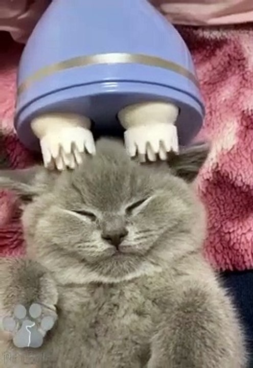 #funnycats #funnycatvideos #funny #cats #funnyanimals #funnypets #funnyvideo #funnydogs #funnydog #funnydogvideos #funnycat #funnyvideos (6)