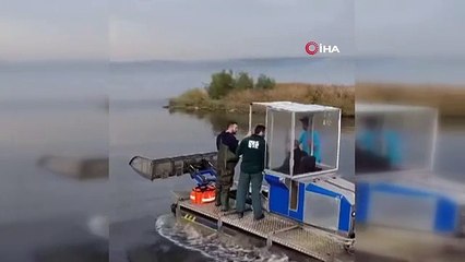 İzmit Körfezi'nde Mahsur Kalan Yaralı Flamingo Kurtarıldı