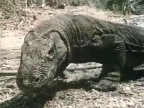 Grandes Enigmas de la Historia: Monstruos Míticos que Desafían la Realidad