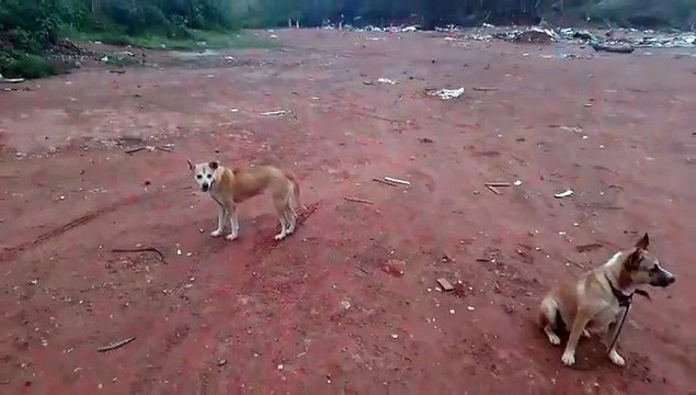 Corpo é encontrado carbonizado em Samambaia e polícia pede ajuda da população para identificar donos de cachorros que não saíram de perto do corpo