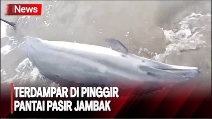 Warga Padang Dikagetkan Lumba-Lumba Terdampar di Pinggir Pantai Pasir Jambak