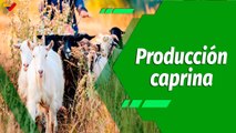 Cultivando Patria | Granja “El Barranco'' nueva alternativa para la producción caprina