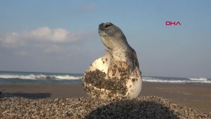 589 bin 112 deniz kaplumbağası, denizle buluştu