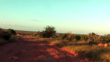 Savanna bush camp at Galana river