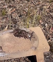 Man Comes Across a Pile of Huntsman Spiders