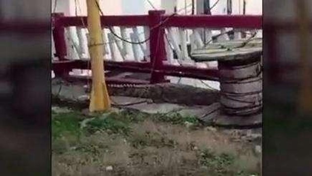 पश्चिमी चंपारण: गंडक बैराज पर आराम फरमाता दिखा मगरमच्छ, लोगों में दहशत