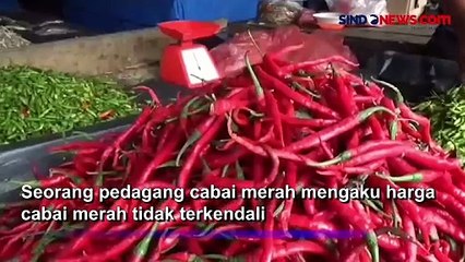 Harga Cabai Merah Merangkak Naik, Pedagang Menjerit Sepi Pembeli