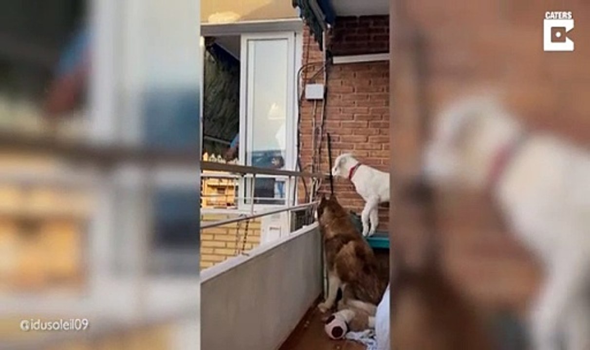 Ses chiens adorent le voisin et on comprend pourquoi