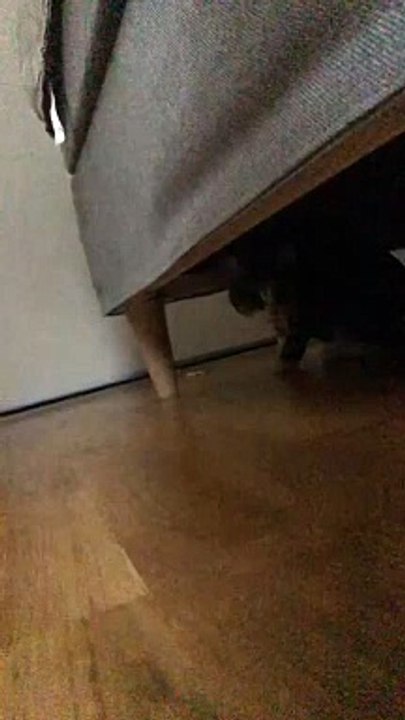 Older Cat Suddenly Bops Younger Cat