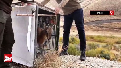 Tedavisi tamamlanan yavru dağ keçisi doğal ortamına bırakıldı